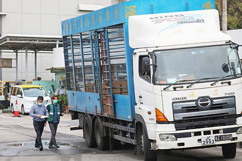 ◎ 新冠肺炎疫情來勢洶洶,香港特區政府採取人流管控措施,關閉部份口岸壓縮跨境人流,惟貨運通關不受影響。昨日,香港中通社記者前往文錦渡管制站附近觀察,發現口岸運作暢順,貨車通關如常,物品供應未斷。圖為運送貨物的大型貨車通過香港文錦渡管制站,從深圳進入香港。(香港中通社)