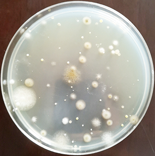 ◎ 用沙氏培養基平板佈點得出的菌落。