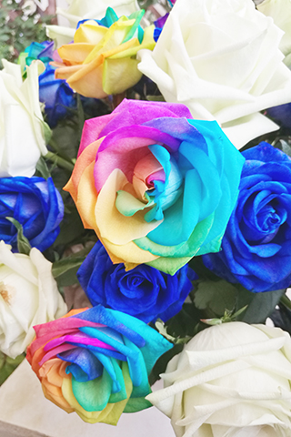 ◎ 圖為攝自香港花展的彩色玫瑰。(Janet C攝)