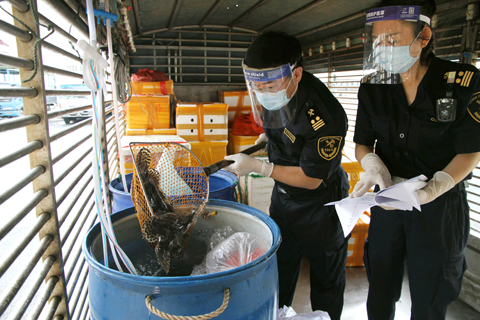 ◎ 拱關關員對供澳鮮活產品進行查驗。(萬學玲 攝)