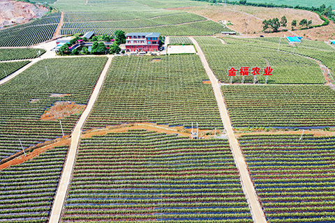 ◎ 圖為7月21日,航拍隆安縣火龍果示範種植基地。(中新社記者 俞靖 攝)