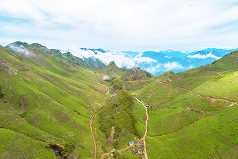 ◎ 這是重慶開州區關面鄉泉秀村的木香種植基地(資料照片)。(新華社發)