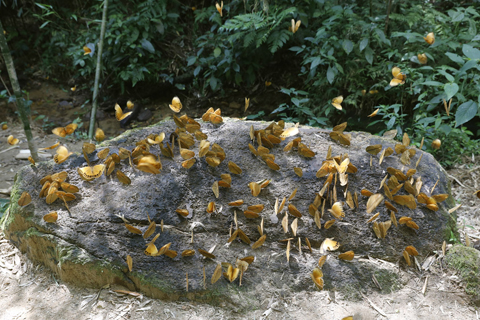 ◎ 五月二十一日,雲南紅河金平,大量箭環蝶聚集在樹林裡。近日,位於雲南省紅河哈尼族彝族自治州的中國.紅河蝴蝶谷區域內箭環蝶幼蟲在短時間內大量集中羽化成蝶,一點五億多隻箭環蝶在山林間、小溪邊大量扎堆或漫天飛舞,迎來十年間規模最大的蝴蝶大爆發生態景觀。(中新社記者李嘉嫻 攝)
