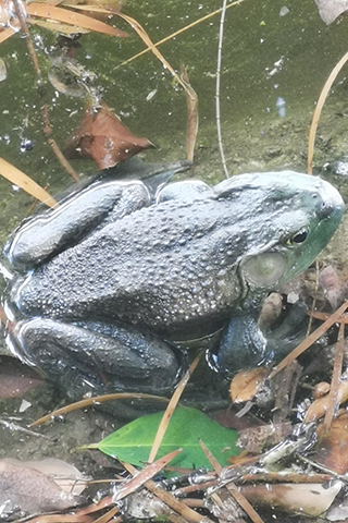 ◎ 美洲牛蛙列全球百大外來入侵物種之一。