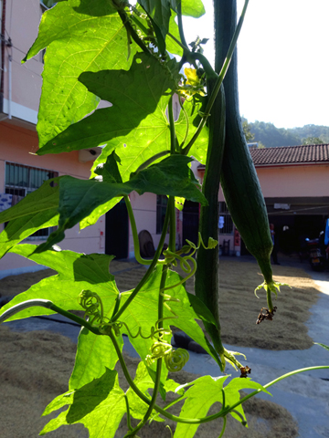 ◎ 院子的絲瓜果實累累