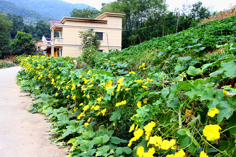 ◎ 絲瓜爬滿籬笆