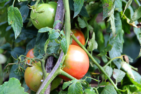 ◎ 西紅杮長勢喜人
