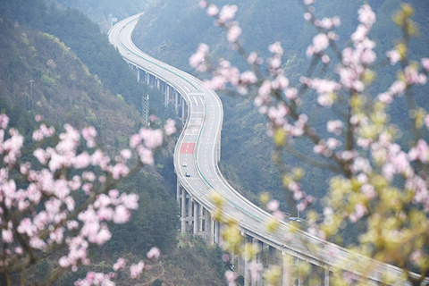 ◎ 貴州思南至劍河高速公路劍河縣岑松鎮段橋樑春色(二0一九年三月廿三日攝)。(新華社記者楊文斌 攝)