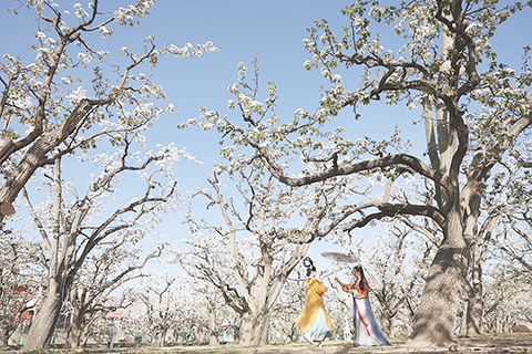 　◎ 景區工作人員在百年梨園的古樹下進行遊園體驗。（新華社記者 陳斌 攝）
