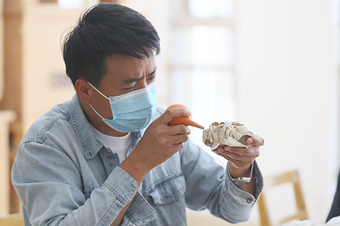 6月4日,在甘肅臨夏州和政縣古動物化石博物館內,古生物化石修復師進行化石清理工作。(中新社記者 艾慶龍攝)