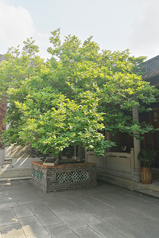 圖為楊氏宗祠內的玉堂春。