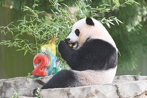 大熊貓幼崽「小奇跡」品嚐生日蛋糕。(中新社記者 陳孟統攝)