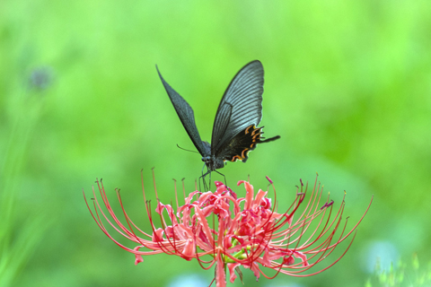  　◎ 貴州省畢節市，一隻蝴蝶停在花間（九月十七日攝）。新華社發（李華 攝）