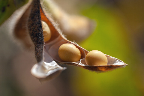 　◎ 在山東省淄博市高青縣拍攝的成熟的大豆（九月十九日攝）。新華社發（張維堂 攝）