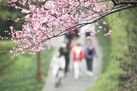 　◎ 遊客在重慶彩雲湖國家濕地公園賞花。 (新華社發 趙俊超攝)