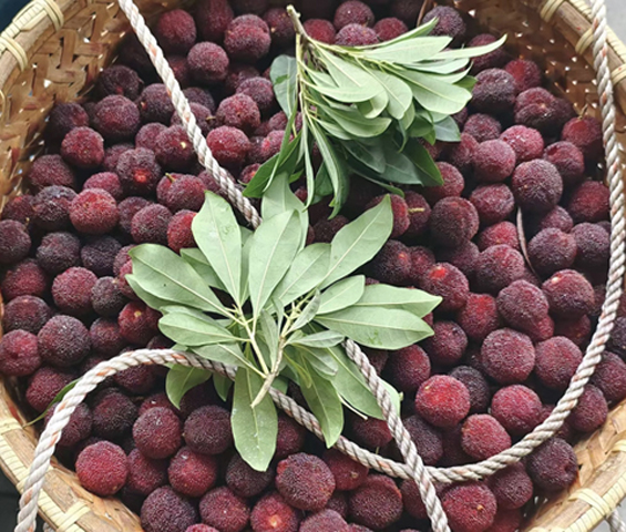 圖為近日上市的浙江青田楊梅。(受訪者供圖)