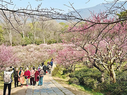 遊客與梅花合影。