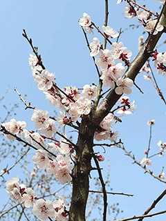 粉紅色的美人梅。