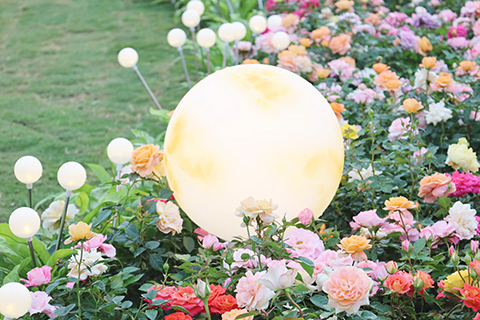 星球玫瑰園