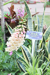 虎尾蘭與毛地黃(左)