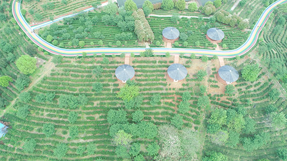 2024年暮春時節,空拍廬山雲霧茶茶基地。 (廬山市供圖)