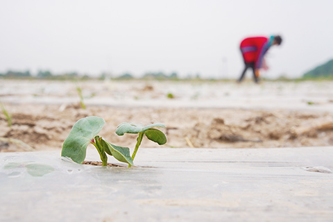 ◎ 五月四日,農民在山東省淄博市高青縣常家鎮一處農田裡補栽棉花苗。 立夏節氣臨近,各地農民搶抓農時開展各項農事活動,田間、地頭一片忙碌景象。(新華社發 張維堂 攝)