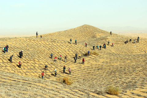 治沙人在騰格里沙漠中製作麥草方格。(資料圖,中衛市官方供圖)