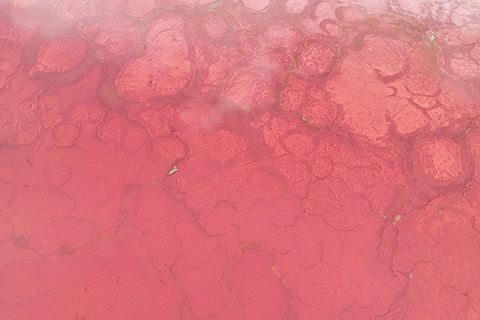 ◎ 七月三十日拍攝的巴丹吉林沙漠中的紅海子(無人機照片)。(新華社記者貝赫 攝)