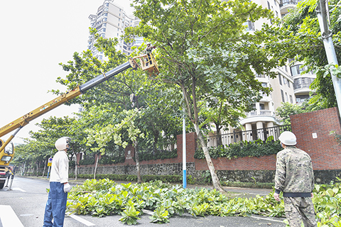 ◎ 九月五日,海南海口,工作人員修剪道路兩側的樹枝,為抵禦颱風做準備。據氣象部門監測,今年第十一號颱風「摩羯」(超強颱風級)正在逐漸逼近海南島,將於九月六日下午到夜間在海南瓊海到廣東電白一帶沿海登陸,預計將對海口市造成嚴重影響。海口市決定自九月五日十二時起在全市範圍內分批啟動「停課、停工、停運、停航、停園、停業」措施。(中新社記者駱雲飛 攝)