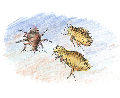 曹長雄老師 謎語圖