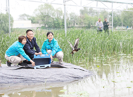 2024年4月28日,專家們將青頭潛鴨送到位於河北衡水湖的青頭潛鴨人工繁育與野化放飛研究基地。( 陳康 攝)