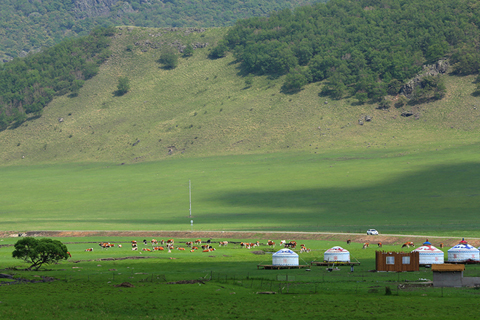 ◎ 六月十八日,內蒙古興安盟,烏蘭毛都草原碧野無限,蒙古包和牛群點綴其中。(時秀霞 攝)
