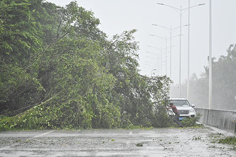 ◎ 九月二十四日,廣東陽江陽西縣,樹木被大風吹倒。據廣東省氣象台消息,今年第十八號颱風「樺加沙」已於九月二十四日十七時前後在陽江海陵島登陸,登陸時中心附近最大風力十三級(四十米每秒,颱風級),中心最低氣壓九百五十五百帕。(中新社記者陳驥旻 攝)
