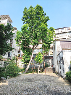 花園裏的白蘭樹