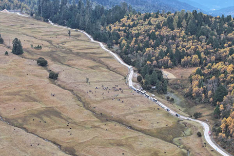 10月28日,魯朗高山牧場(無人機航拍)。(貢嘎來松 攝)