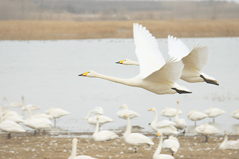 ◎ 十二月二十日在河南省三門峽市天鵝灣拍攝的白天鵝。(新華社發 劉肖坤攝)