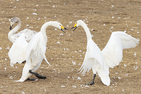 ◎ 十二月二十日在河南省三門峽市天鵝灣拍攝的天鵝。(新華社發 麻翛然攝)