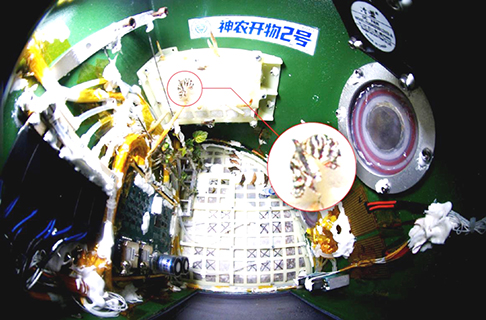 2025年12月15日,「神農開物2號」小型太空生態系統試驗載荷內,破蛹成功的蝴蝶自由飛翔。(重慶大學 供圖)