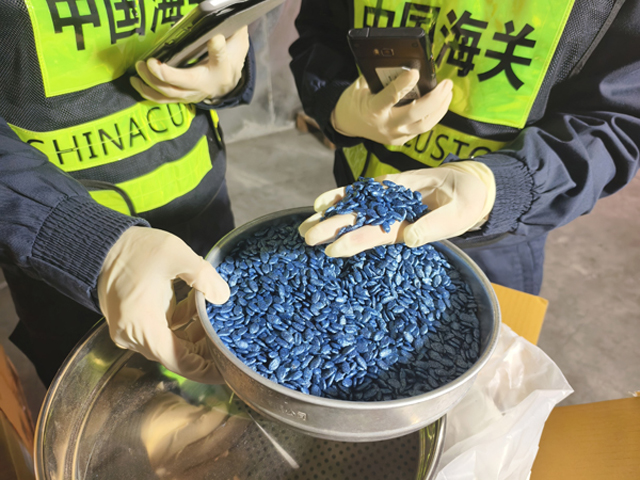 ◎ 灣仔海關關員對進口蔬菜良種開展查驗監管。(賴康攝)