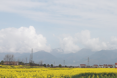 漢中的油菜花海與秦嶺山色交相輝映。(李一璠 攝)
