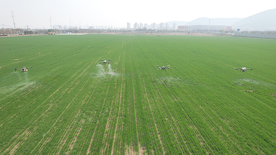 3月11日,宿州市蕭縣一處麥田,4台智能植保無人機正在按照農技人員設定的路線自動噴灑農藥(無人機照片)。(中新社記者 張強 攝)