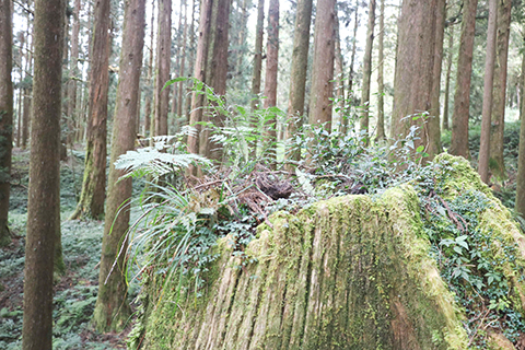 樹根頭上滿是青苔與草