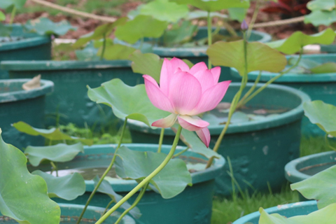 仙女散花