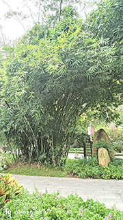 路邊的翠竹叢